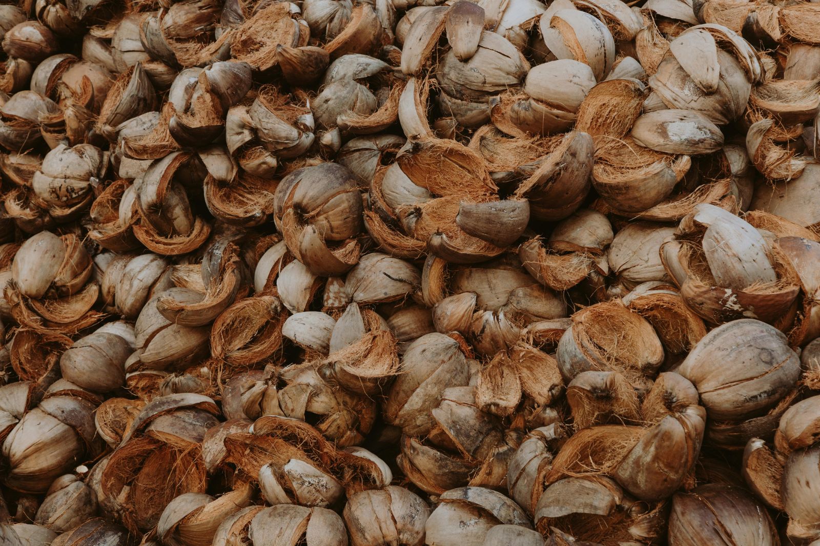 Coconut husks